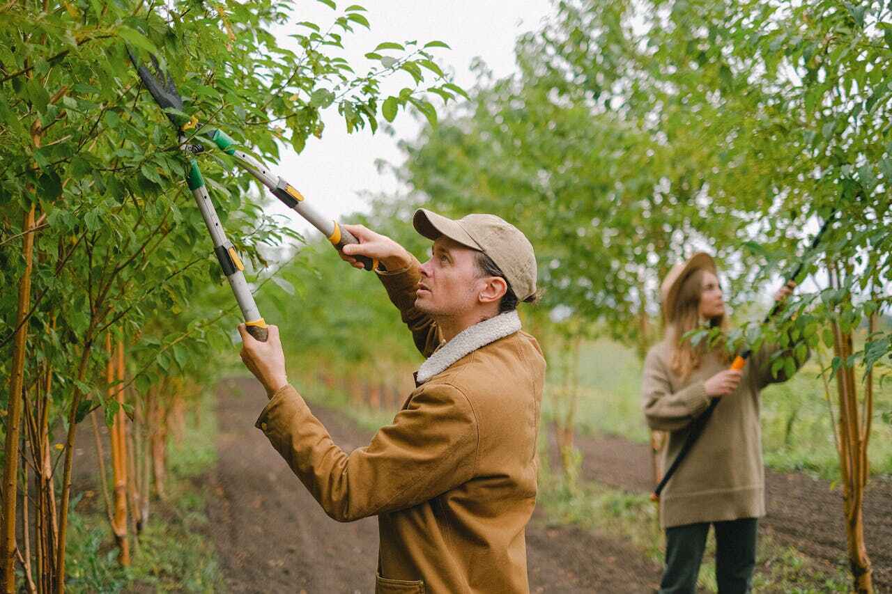 Best Best Tree Removal Services  in Braham, MN